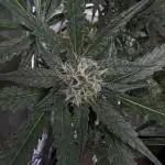 • Painkiller CBD •  ||  HiShark