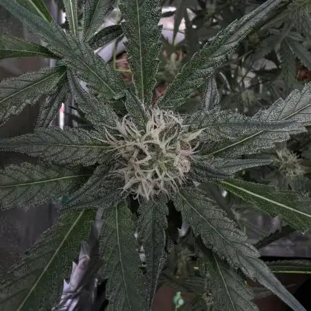 • Painkiller CBD •  ||  HiShark