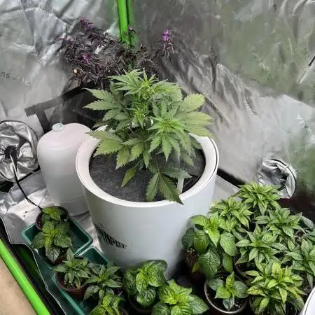GoodGenetix | Thundae-G Auto