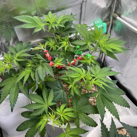 Jon Schnee - Die weisse Legende