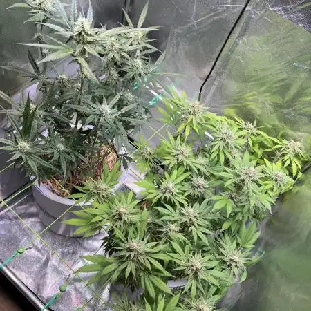 • Painkiller CBD •  ||  HiShark