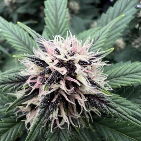 Die rote Pille (by V-Buds)