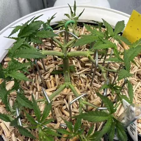 • Painkiller CBD •  ||  HiShark