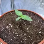 Purple Lemonade FF – Purple Drip