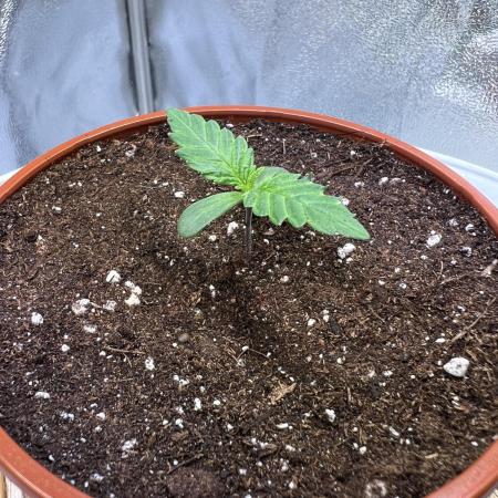 Purple Lemonade FF – Purple Drip