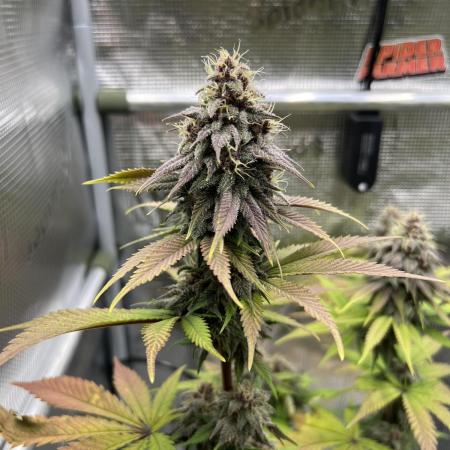 Purple Lemonade FF – Purple Drip