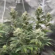 Cherry Poppers