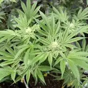 Strawberry Diesel