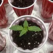 King kush breathe v2