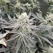 King kush breathe v2