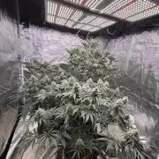 (2)BBMxNf90s1 / GmintZxcheesedanish