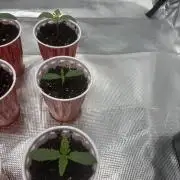 Cherry Poppers