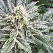 Strawberry Diesel