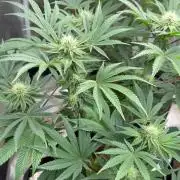 King kush breathe v2