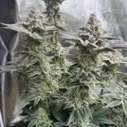 Strawberry Diesel