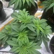 Cherry Poppers