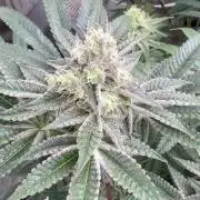 Strawberry Diesel