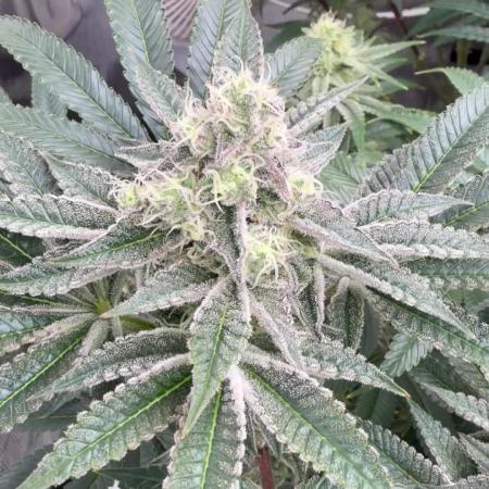 Strawberry Diesel