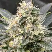 Lilac cake
