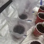 Strawberry Diesel