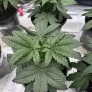 Cherry Poppers
