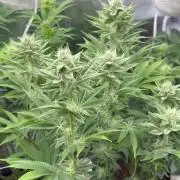 Cherry Poppers