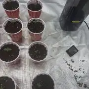 Cherry Poppers