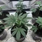 Strawberry Diesel