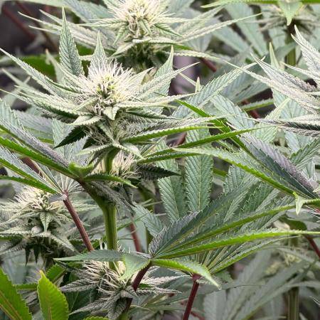 Strawberry Diesel