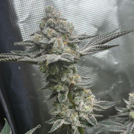 Strawberry Diesel