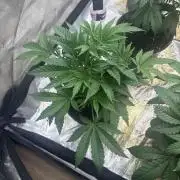 Strawberry Diesel
