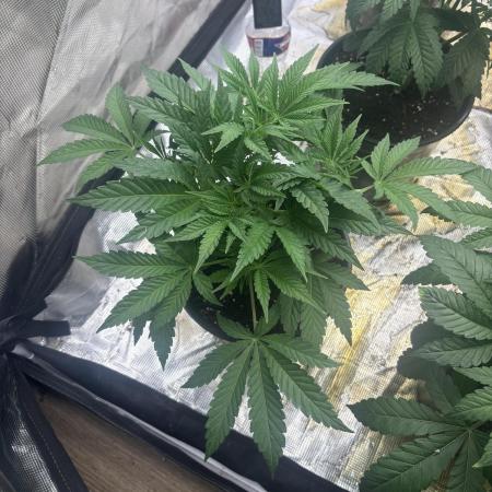 Strawberry Diesel