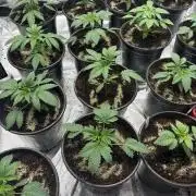 King kush breathe v2