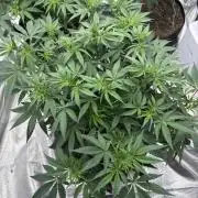 (2)BBMxNf90s1 / GmintZxcheesedanish
