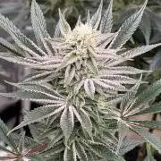 King kush breathe v2