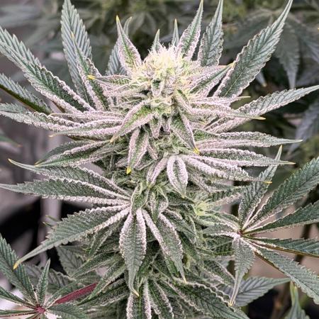 King kush breathe v2