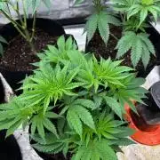 King kush breathe v2