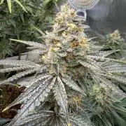 Lilac cake