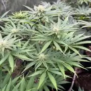Strawberry Diesel