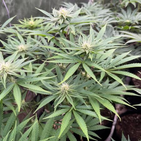 Strawberry Diesel