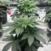 Cherry Poppers