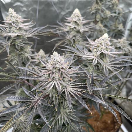 King kush breathe v2