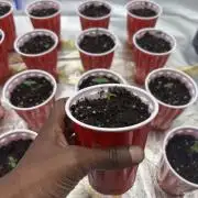 Blueberry cupcakes