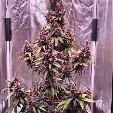 Lemon Cherry Cookies Auto DWC