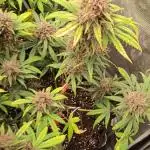 FastBuds420