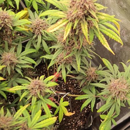 FastBuds420