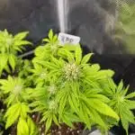 Gorilla BPP