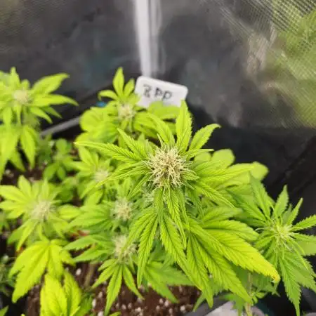 Gorilla BPP