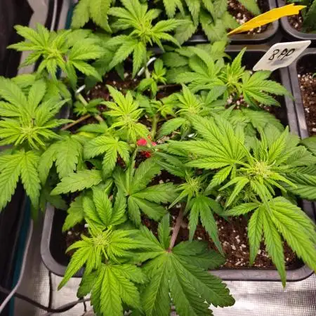 Gorilla BPP