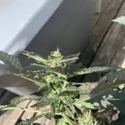 Fastbuds Tangie’matic